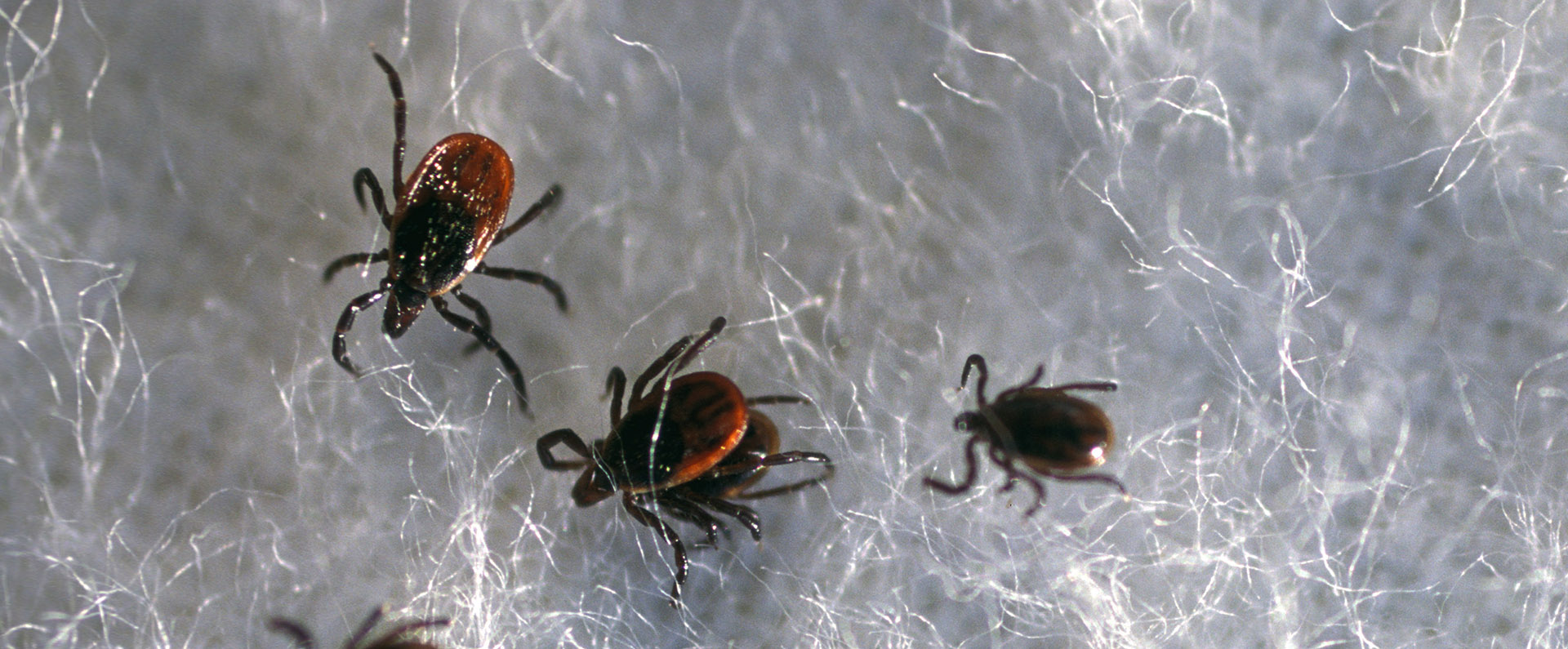 Five black-legged ticks