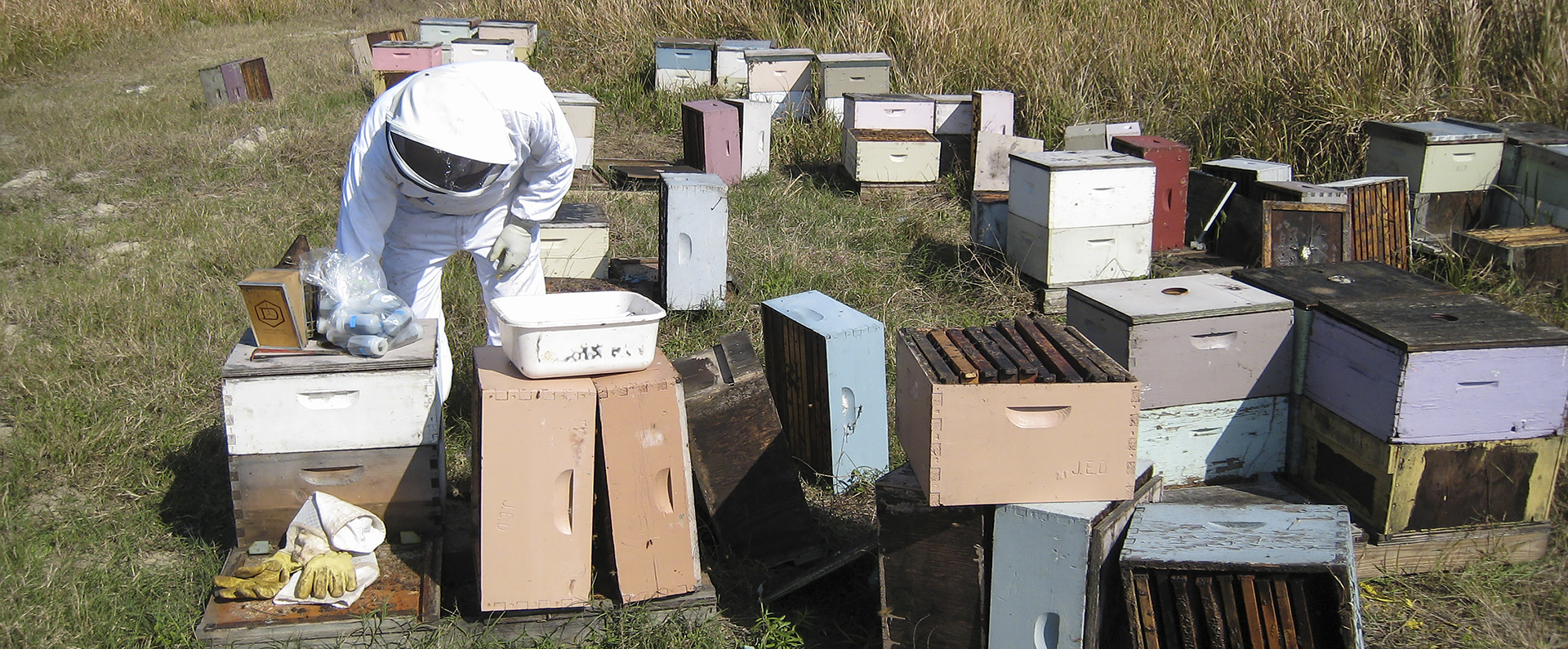 A scientist examining bee boxes