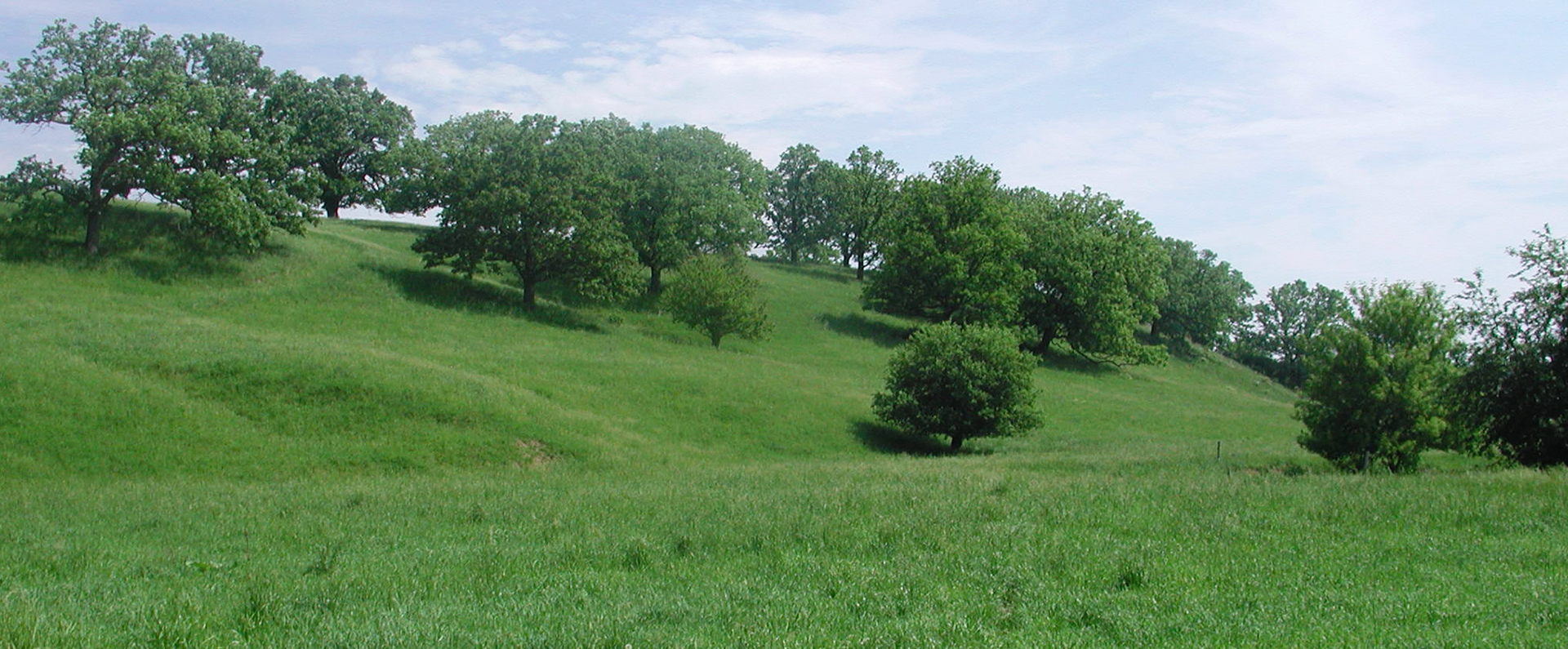 A pasture of Hidden Valley grass at a farm 