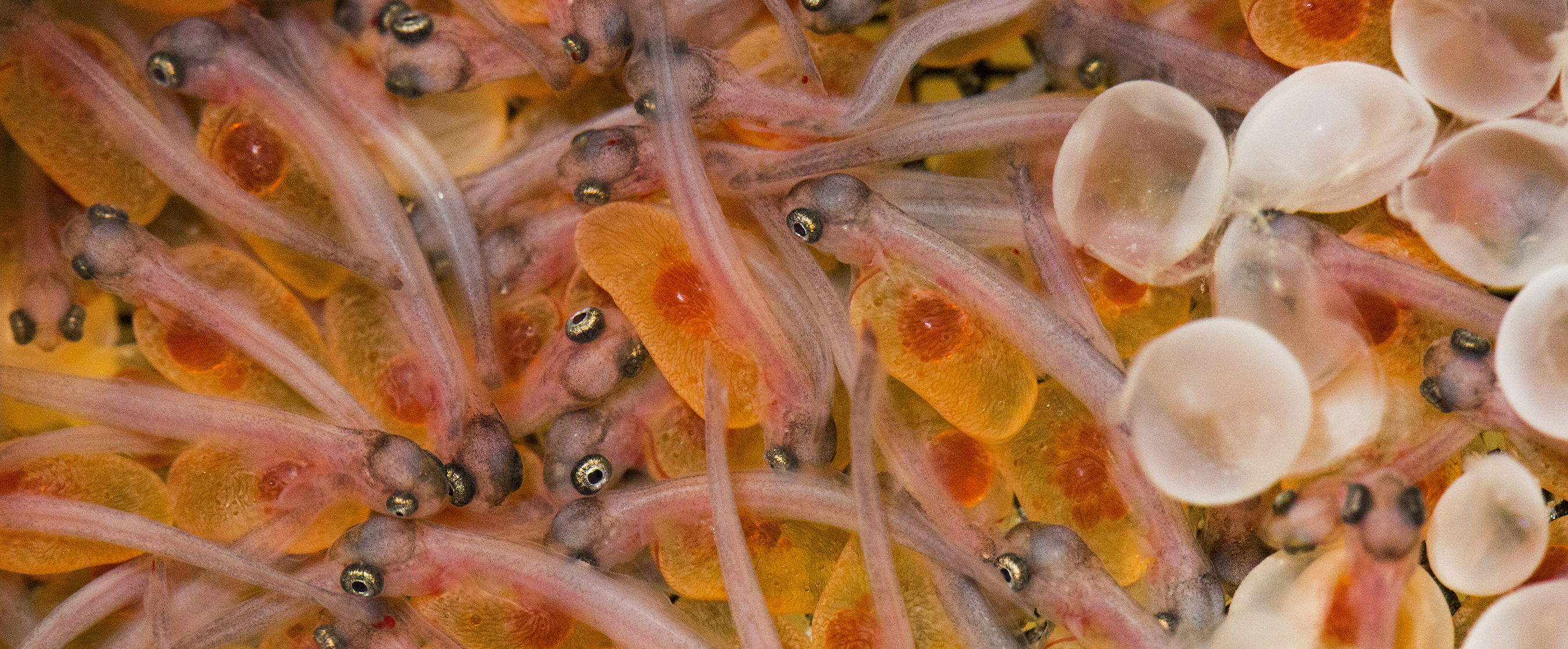 Newly hatched rainbow trout