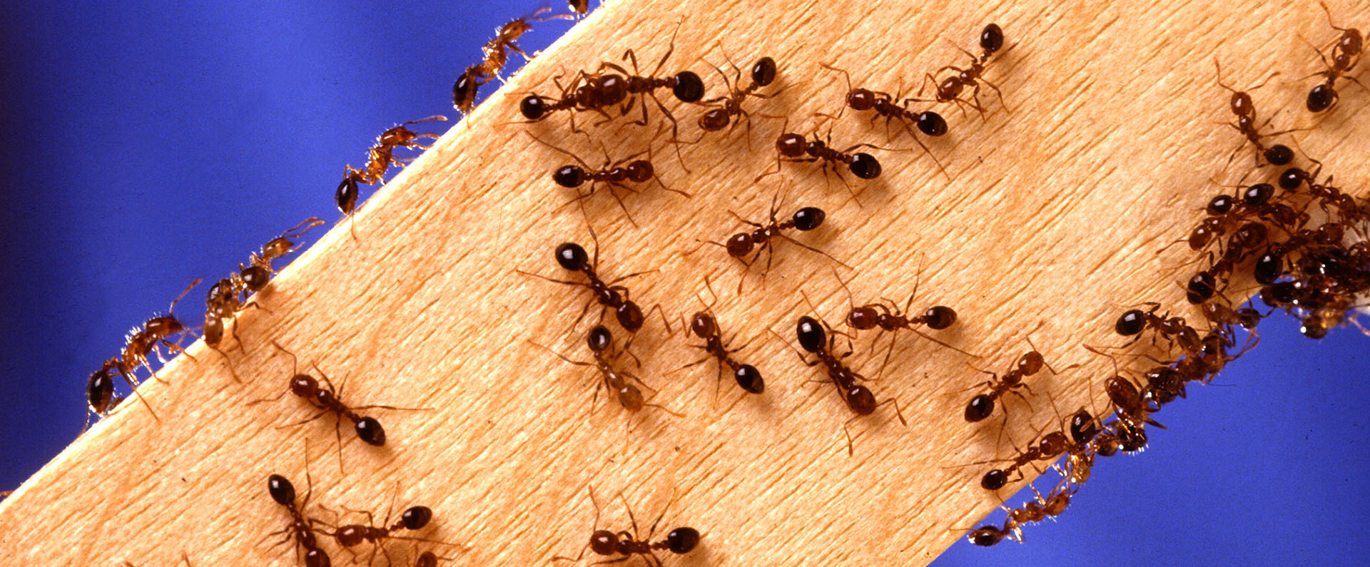 Fire ants on a wooden stick 