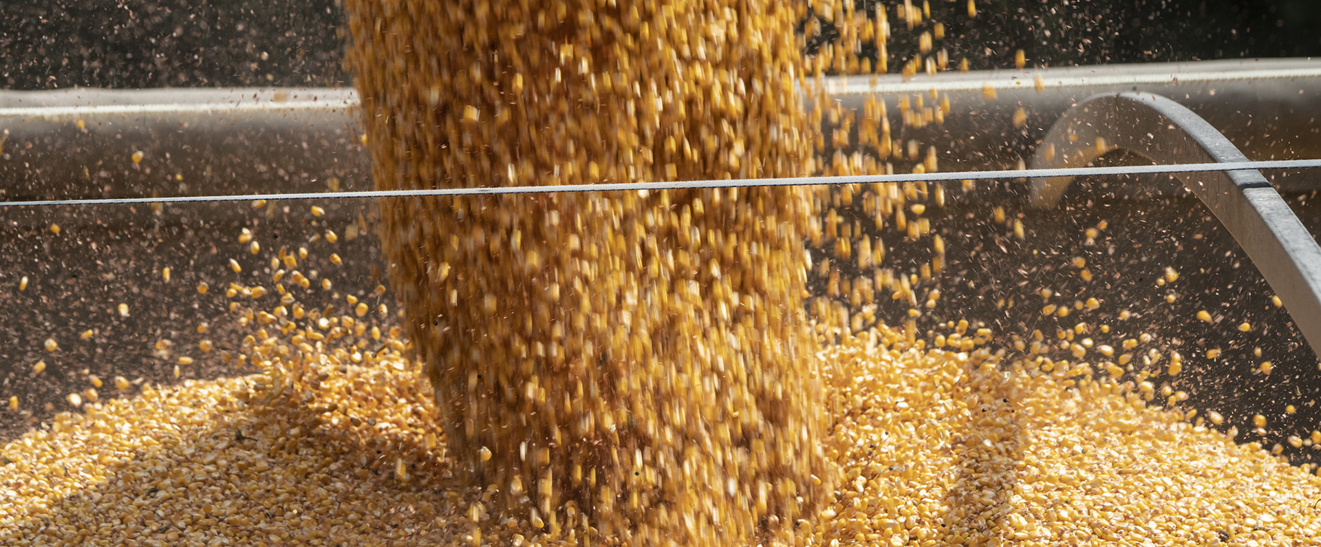 Corn being poured into a vat