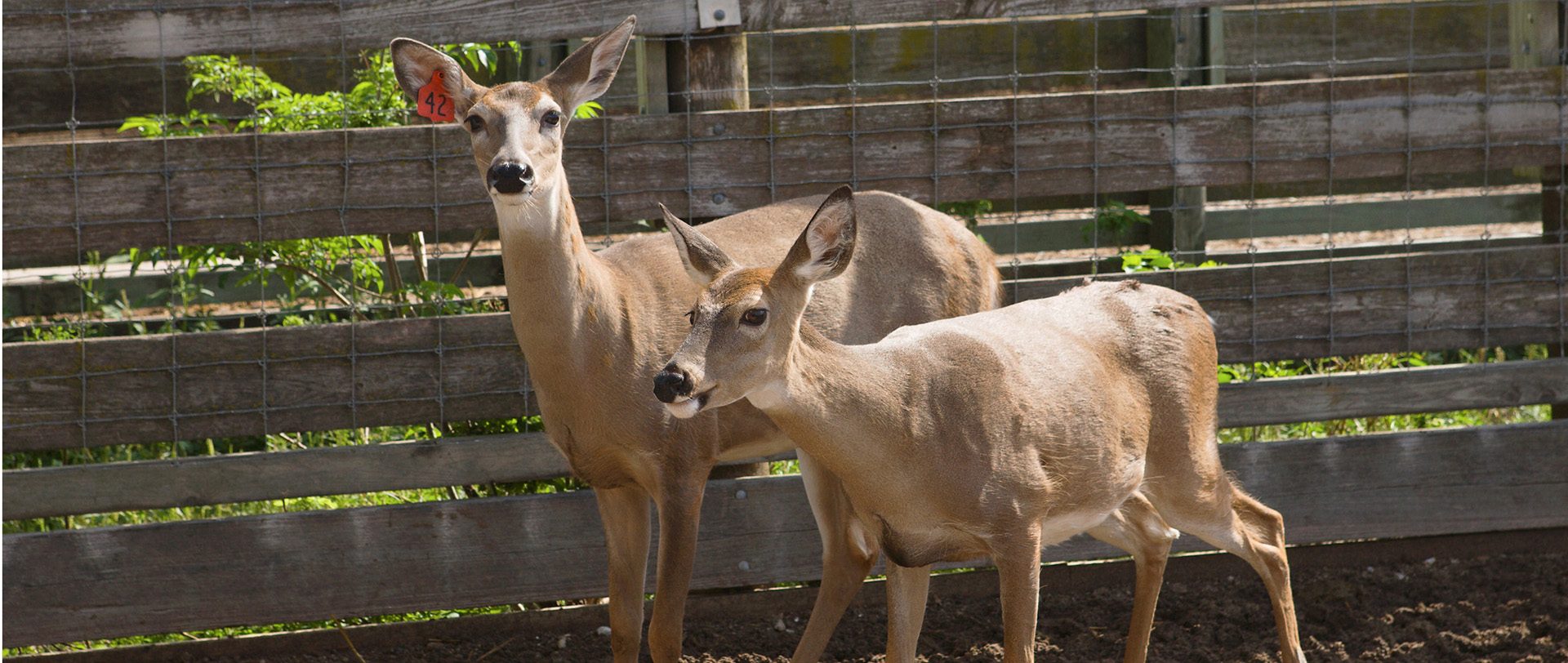 Two white-tailed deer
