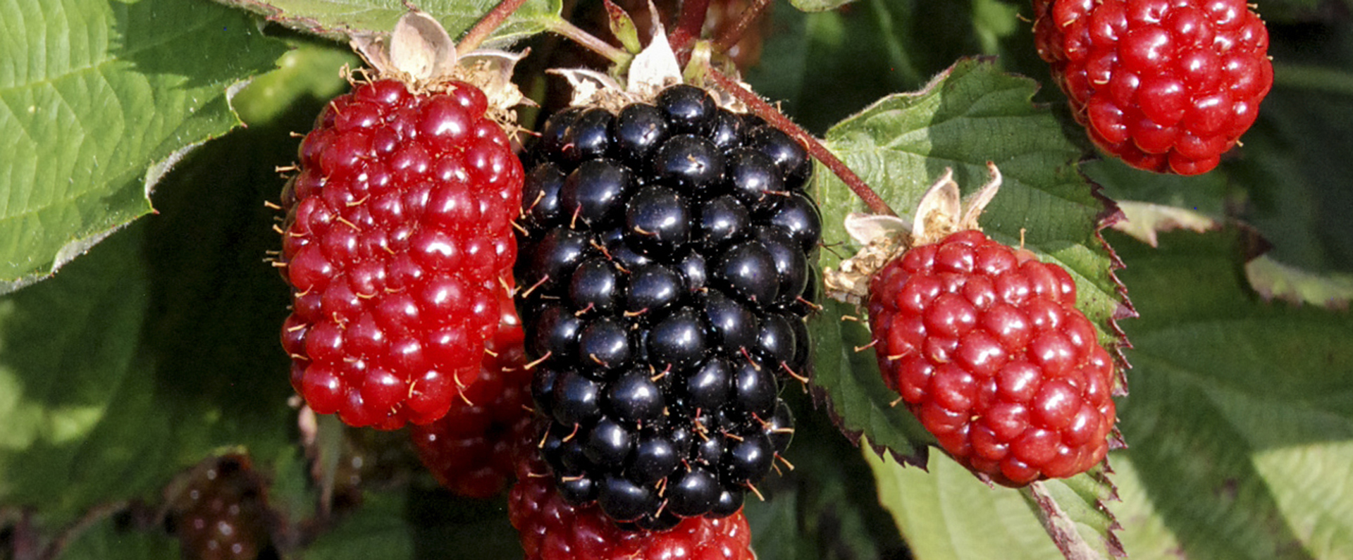 Twilight blackberries