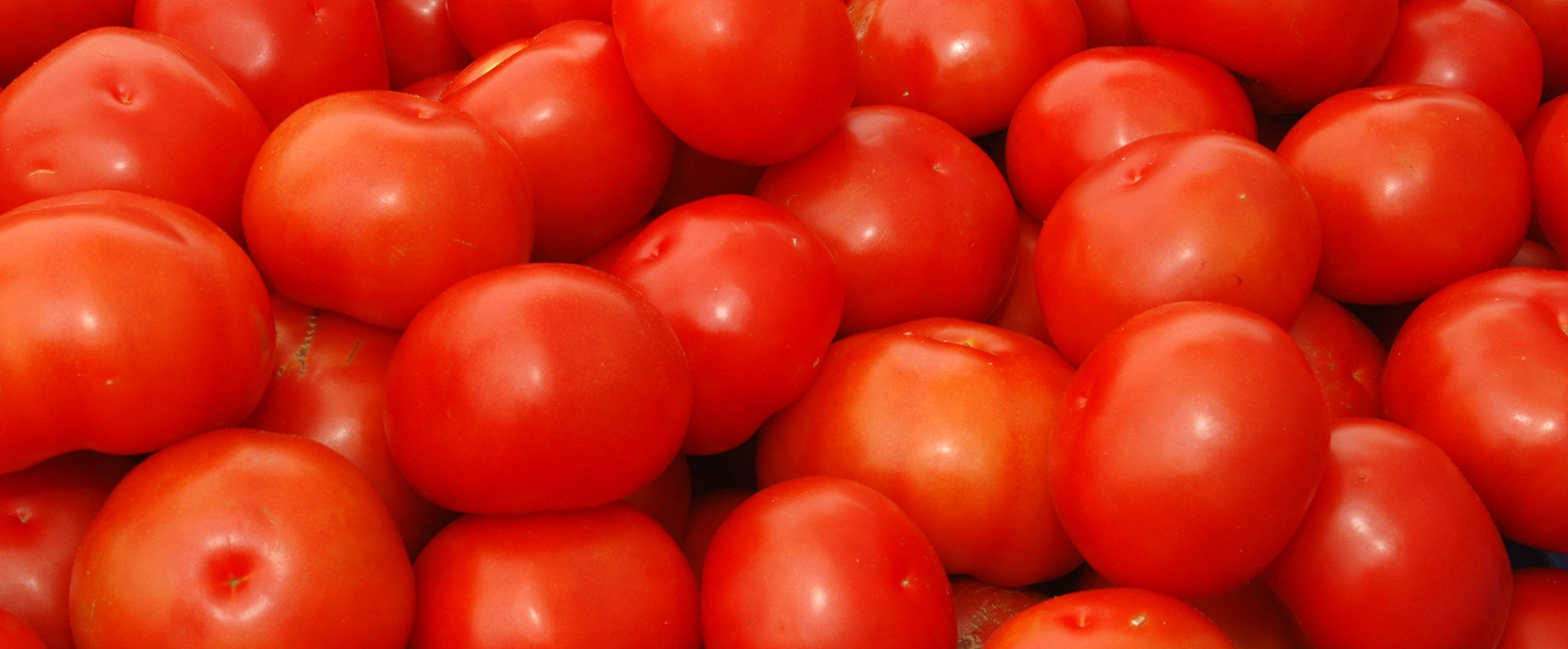 A bunch of fresh red tomatoes