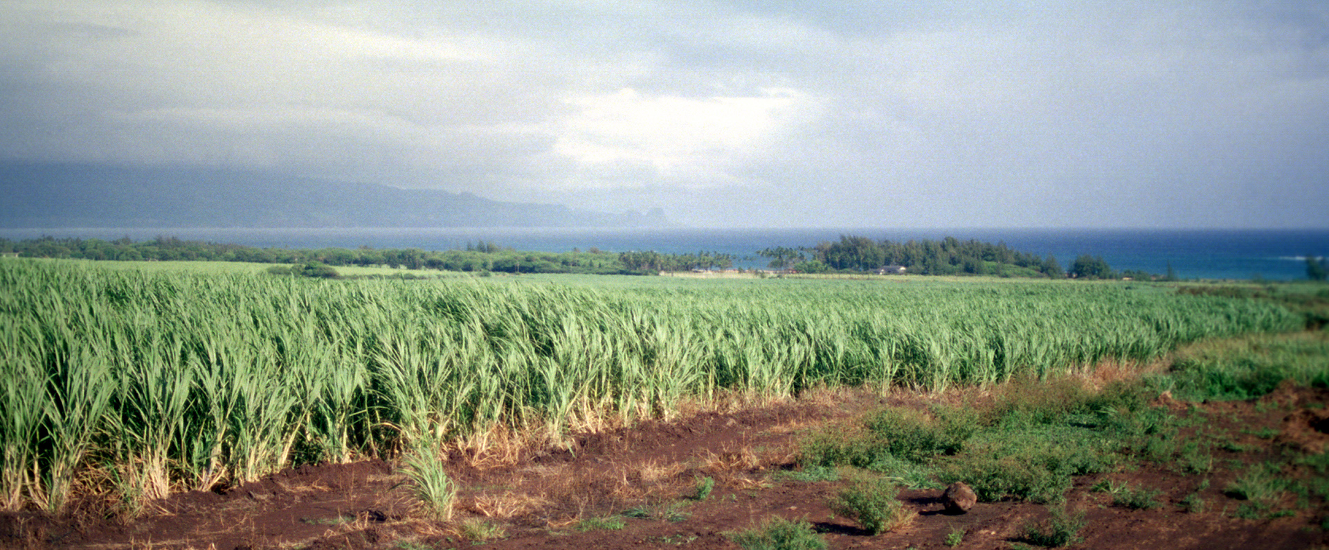 A field of sugarcane