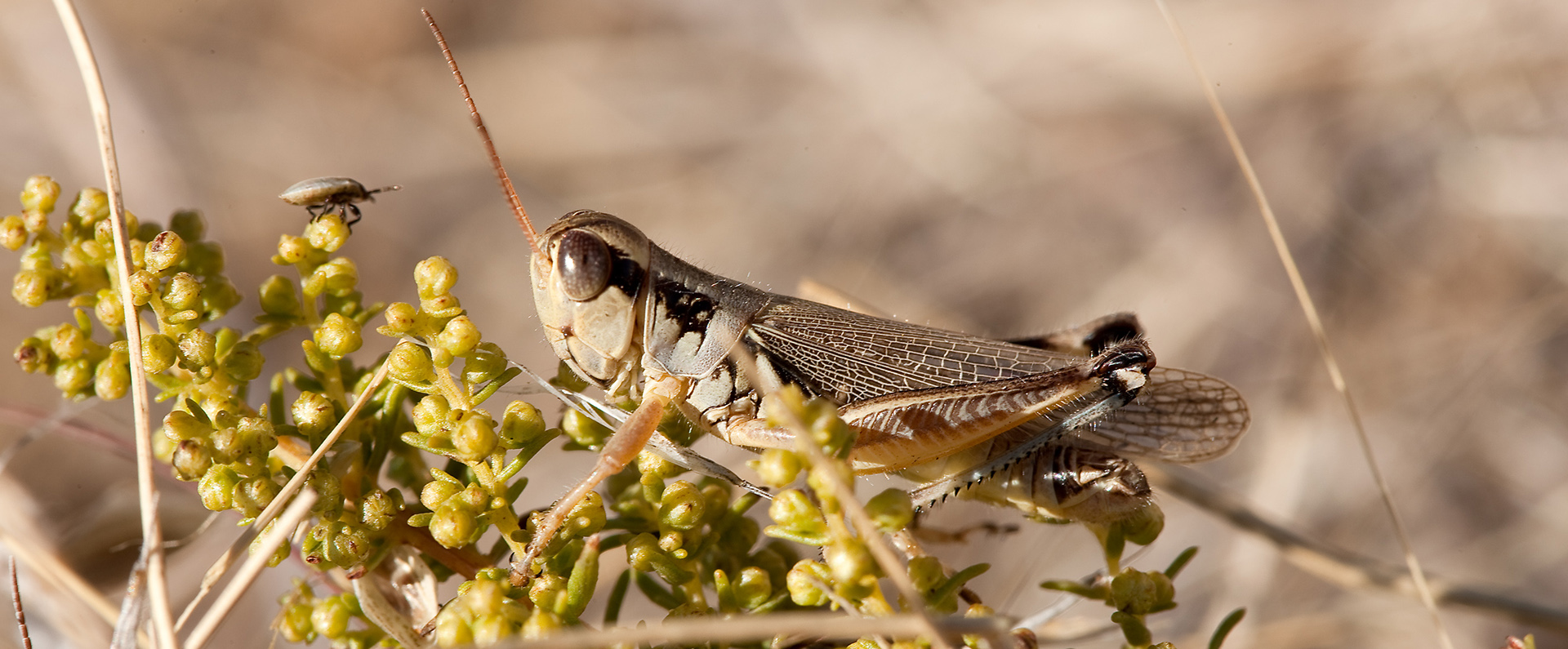 A common grasshopper in a field 