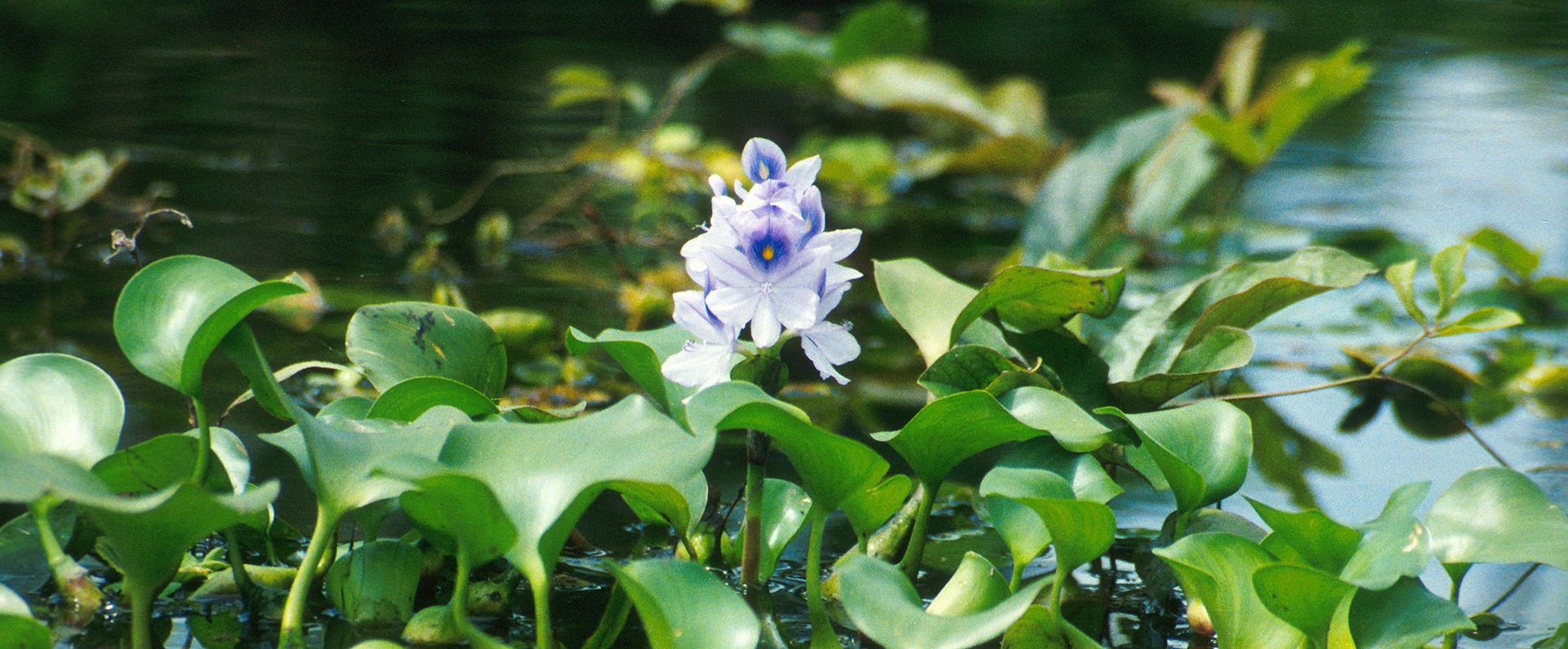 Water-hyacinth in bloom.