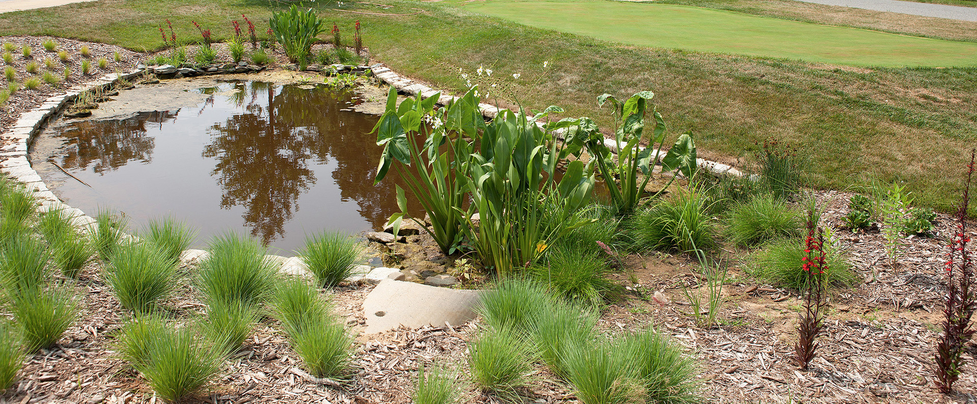 Turfgrass growing around a small pond in an exhibit at the U.S. National Arboretum 
