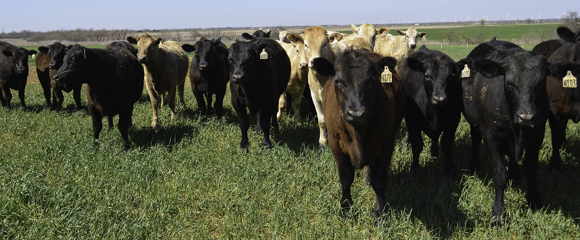 Cattle at the ARS Grazinglands Research Laboratory in El Reno, Oklahoma. 