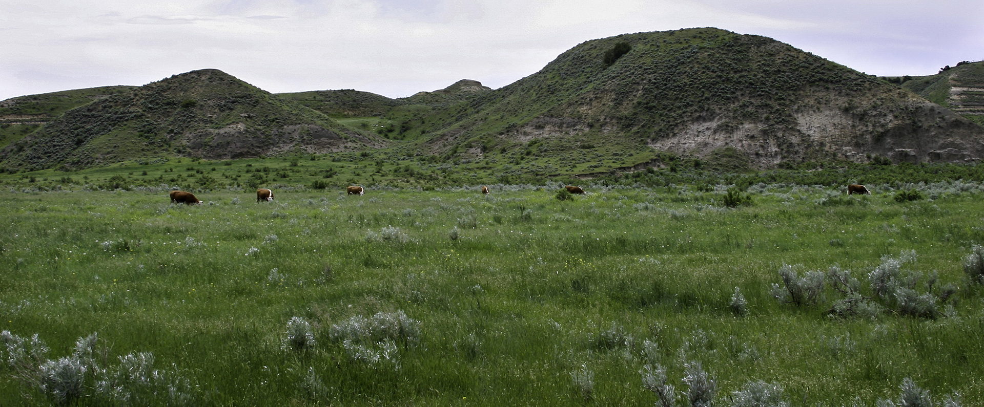 Hereford cattle grazing on a range in Montana 