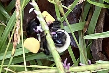 Bees gathering pollen from centipedegrass