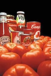 Fresh whole tomatoes, a bottle of V8 juice, a can of tomato paste, a can of tomato soup and a bottle of ketchup. 