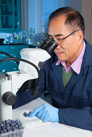 Aijun Zhang examining infested blueberries under a microscope. 