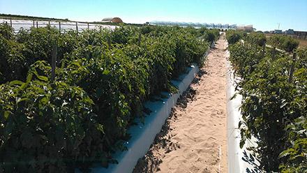 Test plots of tomato plants in South Florida 