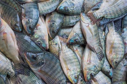 Gettyimagestilapia Gettyimagestilapia image