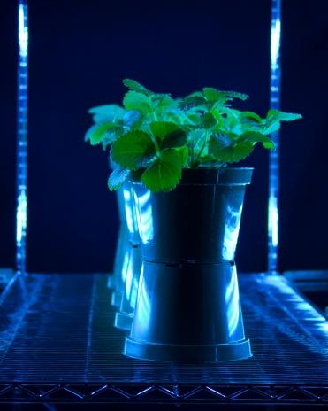 Strawberry plants receiving a short burst of ultraviolet-C light 