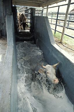 Cattle going through a tick treatment bath