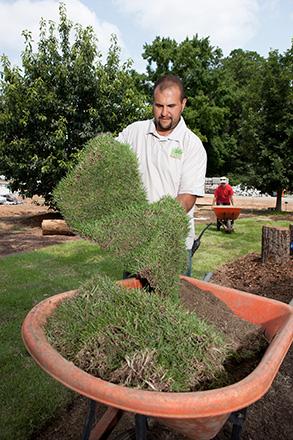 An intern lifts a piece of Zenith zoysiagrass during sod installation 