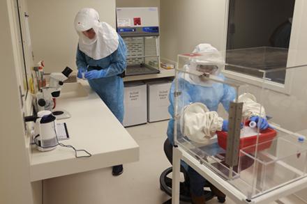 Two researchers working with Culex quinquefaciatus mosquitos