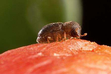 Female coffee berry borer on a coffee berry 