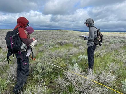 D5047 1Targetedgrazing Researchers evaluating mountain big sagebrush.