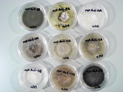 Fungi Fungi image