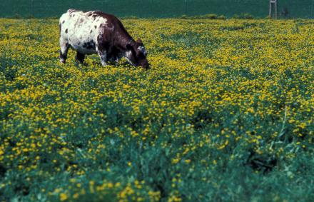A cow grazing birdsfoot trefoil 