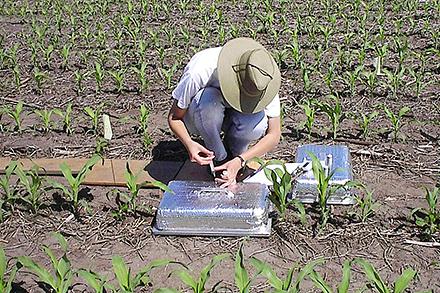 An ARS technician collects a sample from a gas-flux chamber in a corn field near for nitrous oxide (N20) analysis to determine the rate of emission from the soil. (Photo by Rod Venterea)
