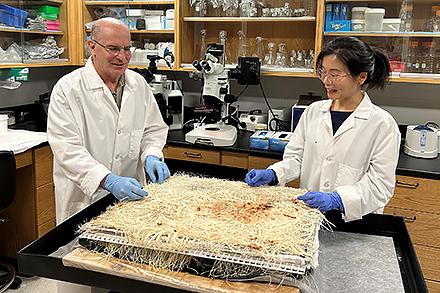 Researchers harvesting sorgoleone producing sorghum roots, grown soil-free using a capillary mat system.