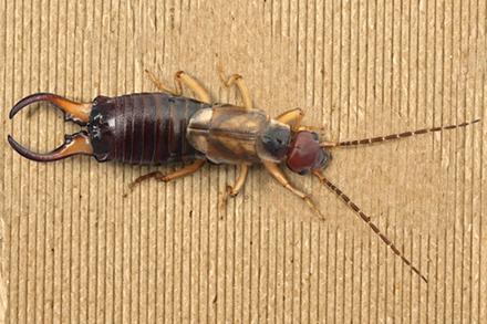 An earwig.