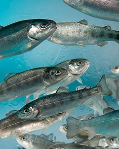 Juvenile rainbow trout