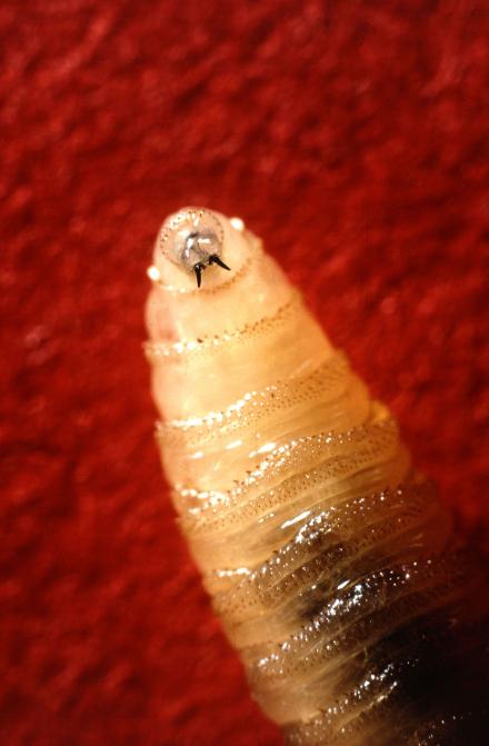 a screworm 