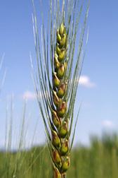 A stalk of wheat