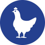 Graphic of a  white chicken on a circular blue background. 