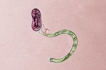 Two juvenile guava root-knot nematodes