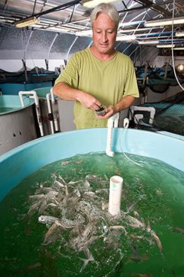 Marty Riche feeding juvenile Florida pompano in a tank
