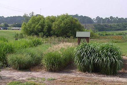 Side by side comparison of bioenergy crops 