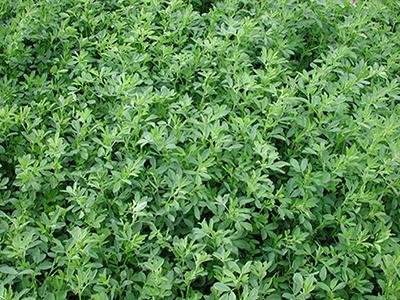 Alfalfa growing in a field