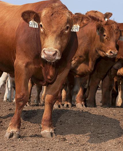 BeefCattle Three beef cattle in a feedlot