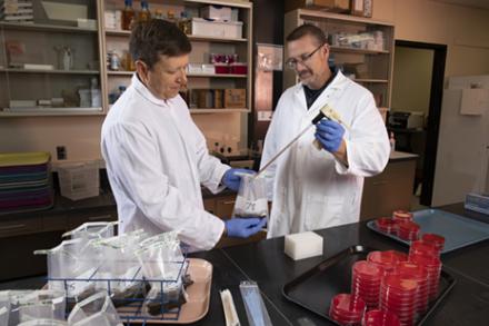 microbiologists prepare soil samples for study to determine the impact of antibiotic 
