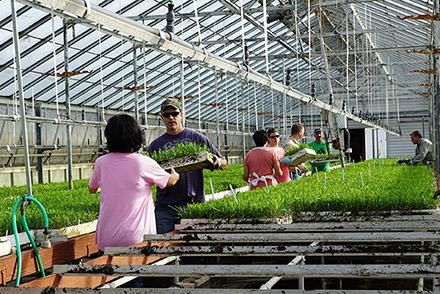 ARS personal in a USDA greenhouse moving seedlings for transport to the fields