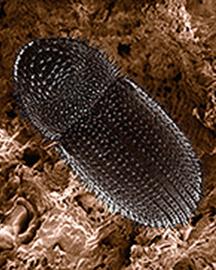 Scanning electron micrograph of coffee berry borer.