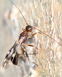 An adult wasp, Spathius galinae drills through ash bark to lay eggs 