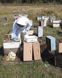 A beekeeper working with bee boxes
