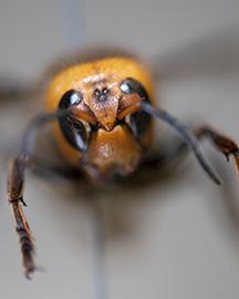Close up of head of Asian giant hornet