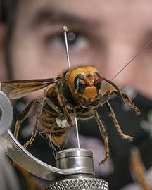 ARS entomologist Matt Buffington working with an Asian giant hornet
