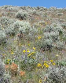 Rangeland with shrubs, perennial grasses, and forbs.