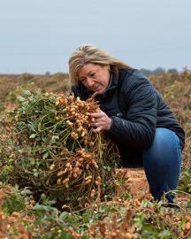 ARS biologist, Kelly Chamberlin inspects “Contender” peanuts in a test plot.