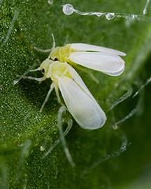 Two whiteflies on a leaf